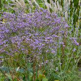 Statice vivace - Willemse