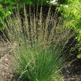 Molinie bleue Moorflamme - Willemse