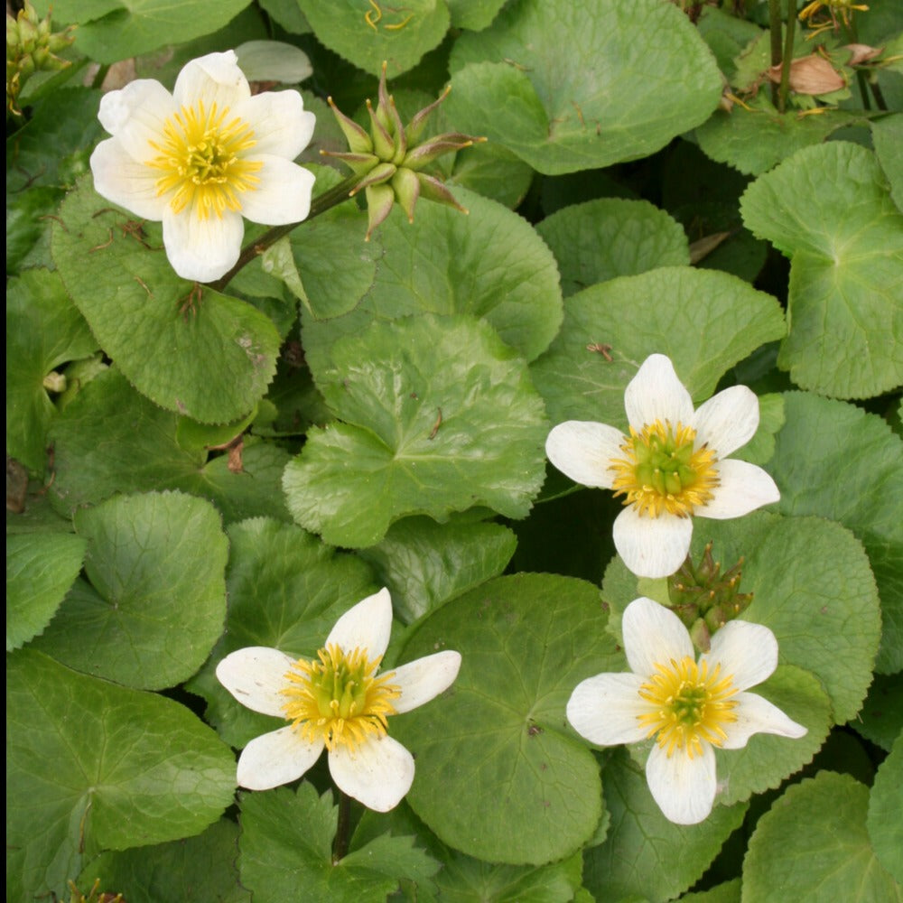 Populage blanc des marais - Caltha alba - Plantes