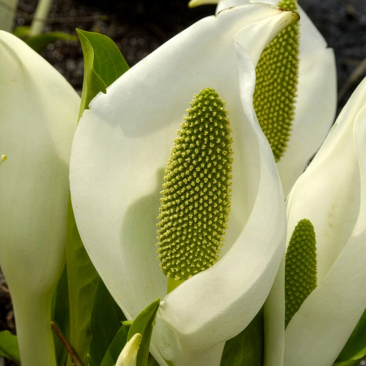 Arum bananier blanc - Lysichiton camtschatcensis - Willemse