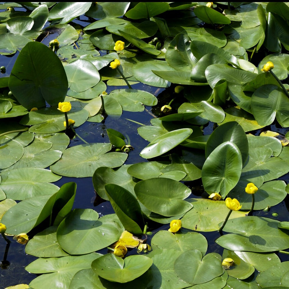 Nénuphar commun - Nuphar lutea - Willemse