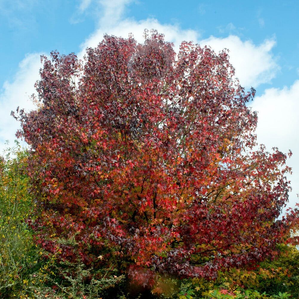 Vente Copalme d'Amérique - Liquidambar - Liquidambar styraciflua