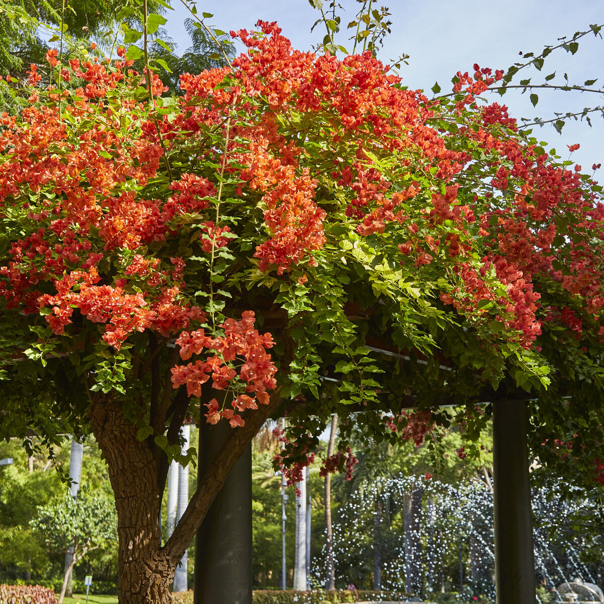 Bougainvillea orange - Bougainvillier Orange - Bougainvilliers