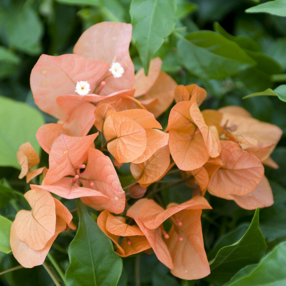 Bougainvilliers - Bougainvillier Orange - Bougainvillea orange