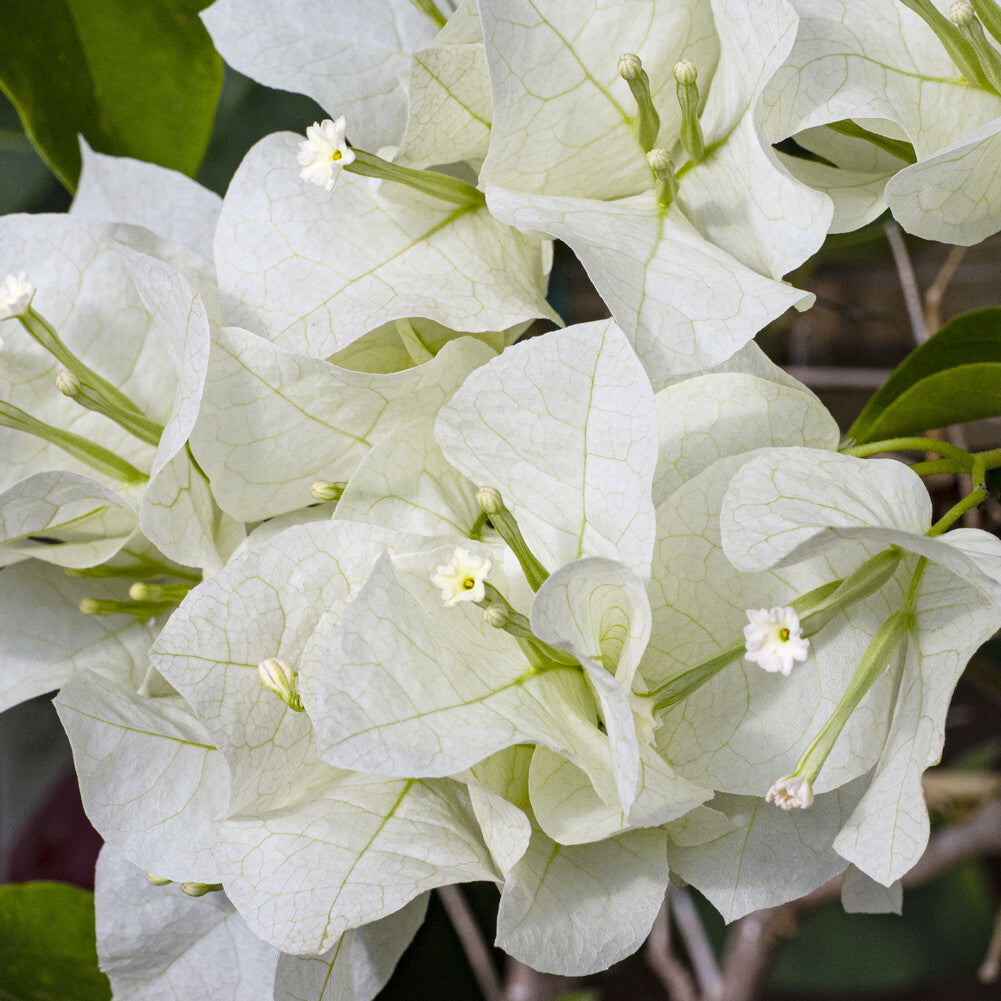 Bougainvillier Blanc - Bougainvillea white - Willemse