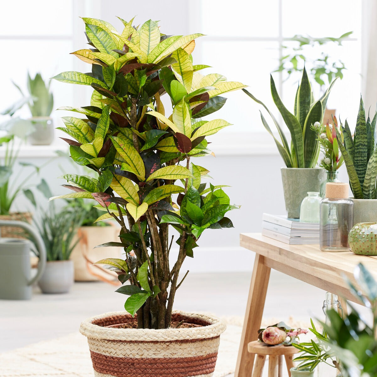 Plantes vertes - Croton Mrs. Iceton - Codiaeum variegatum mrs. iceton