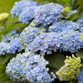 Hortensia Revolution Blue - Willemse