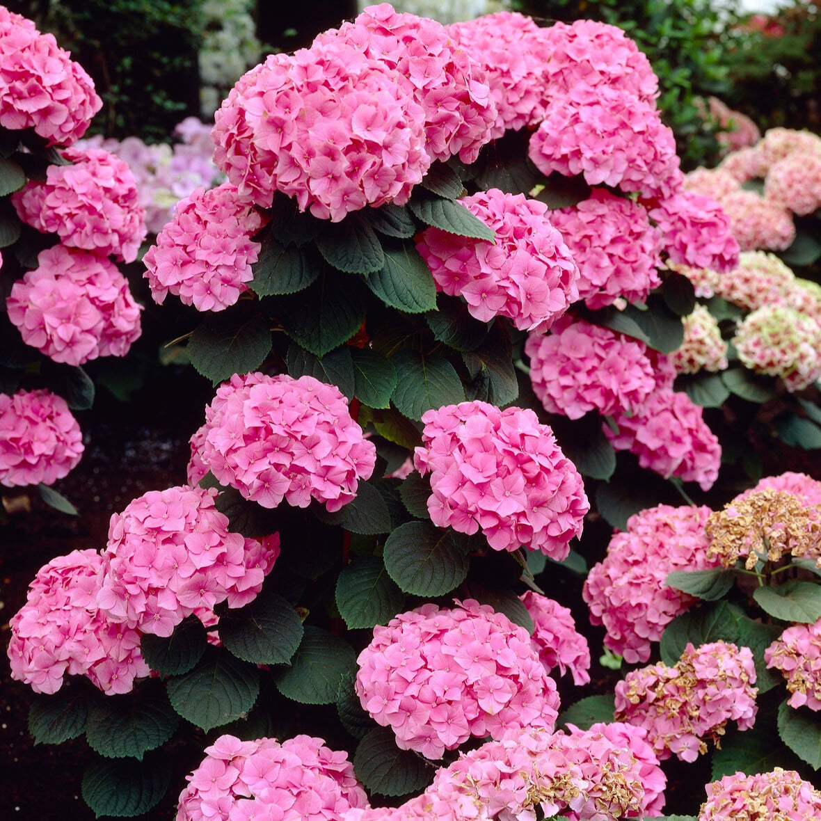 Hortensia Rosita - Hydrangea macrophylla 'rosita' - Willemse