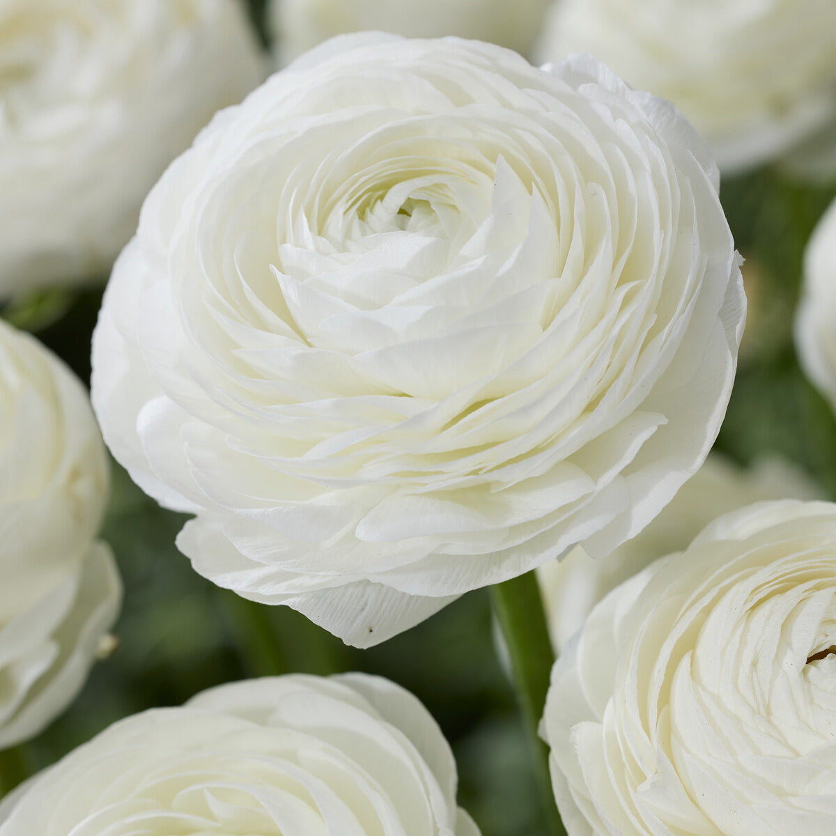 Ranunculus white - 10 Renoncules blanches - Renoncule