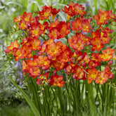 15 Freesia simple rouge - Willemse