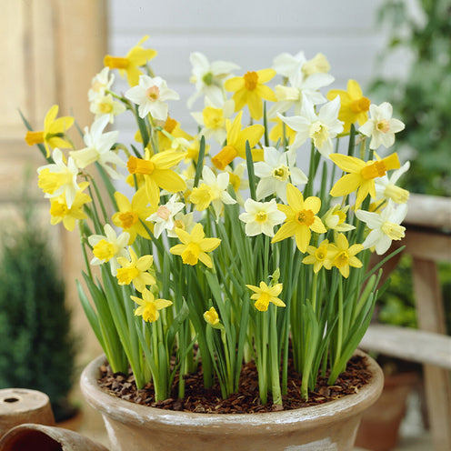 Vente Collections de bulbes - 100 Bulbes de fleurs 6 Mois de Fleurs en mélange