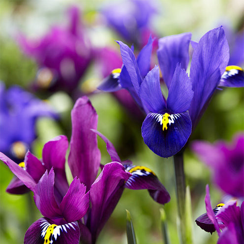 30 Iris Fraternal Twins en mélange