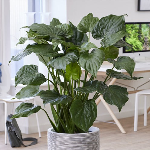 Oreille d'éléphant naine - Alocasia - Willemse