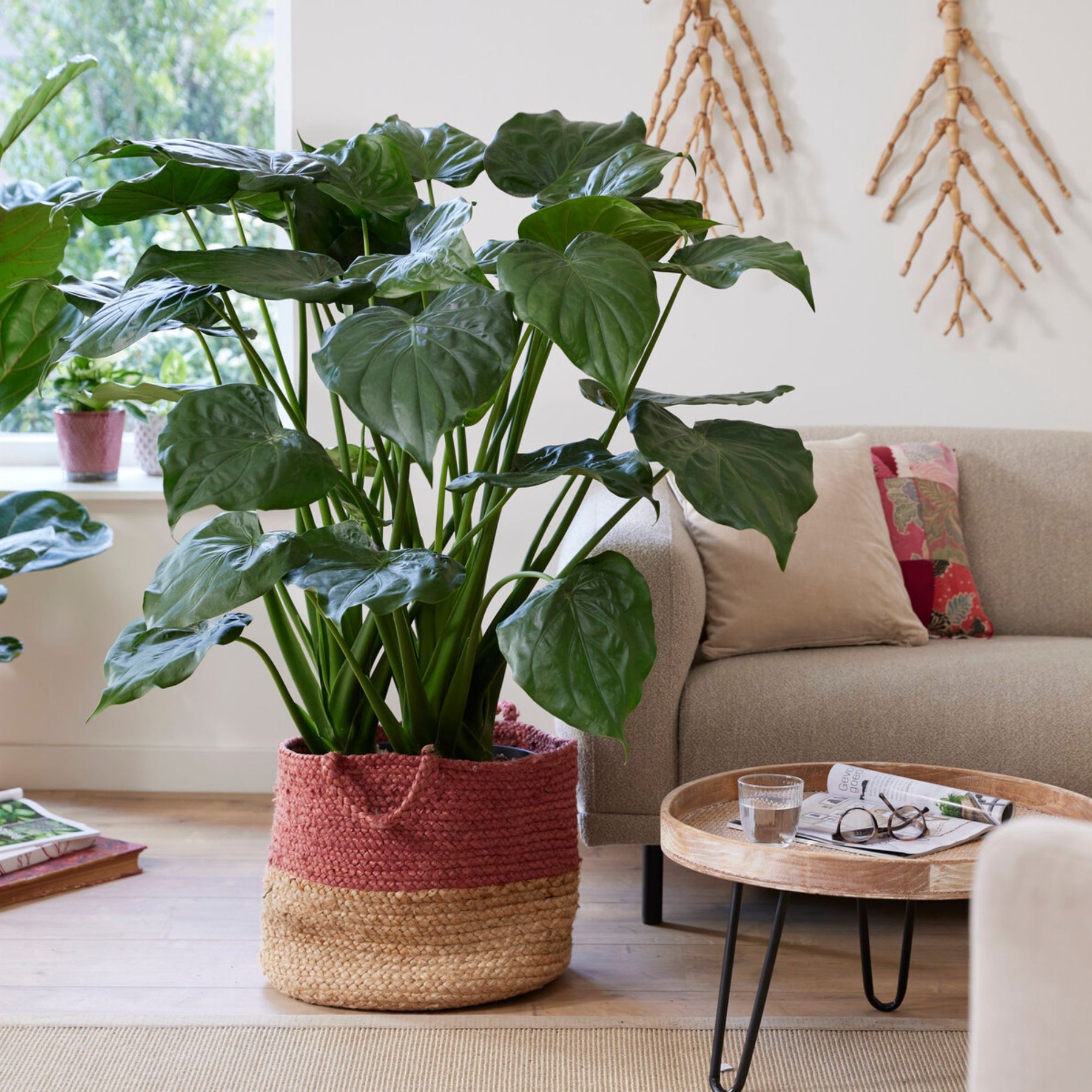 Oreille d'éléphant naine - Alocasia - Alocasia cucullata - Willemse