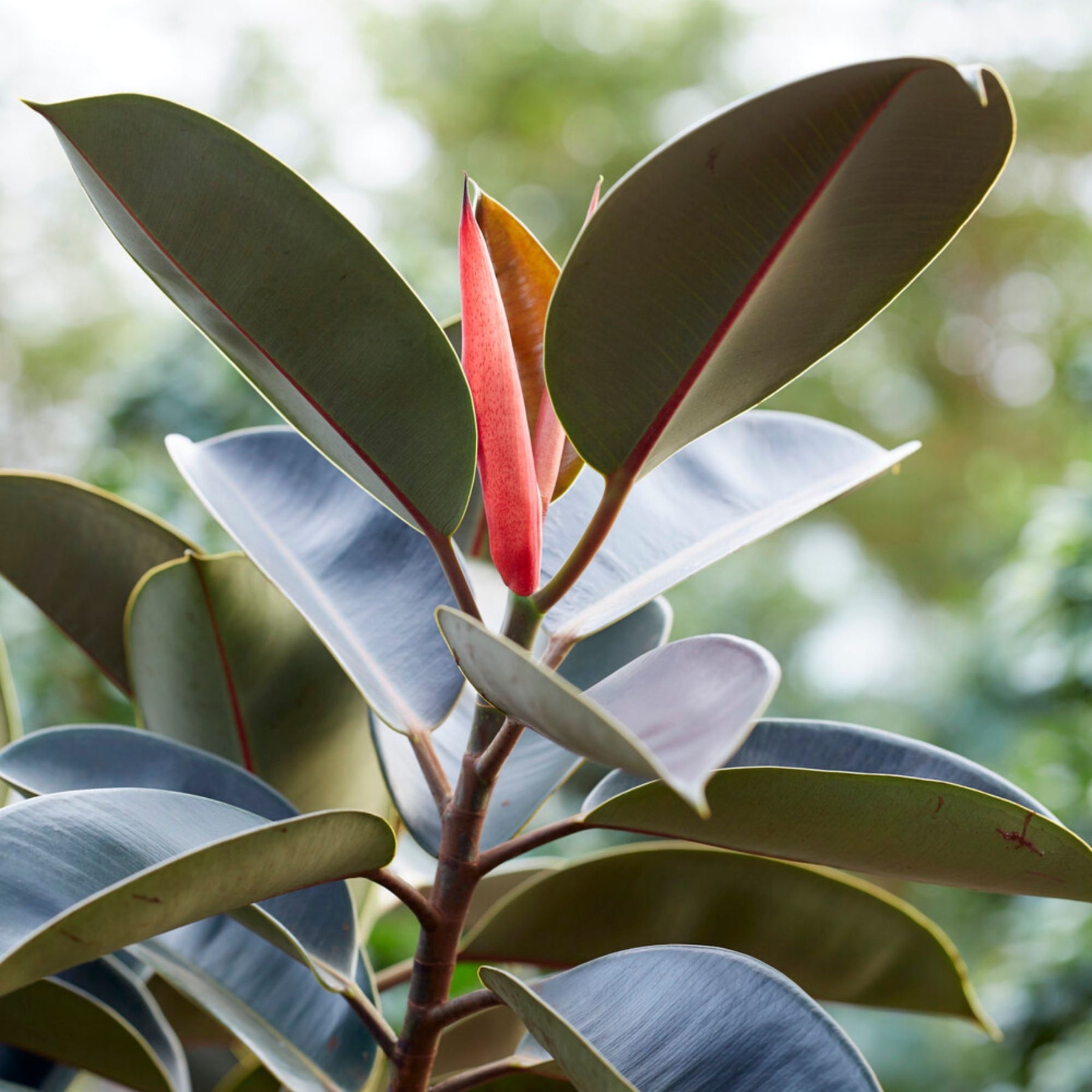 Ficus elastica Robusta - Caoutchouc Robusta - Plantes vertes