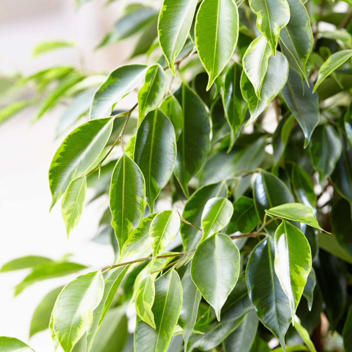 Ficus benjamina Anastasia - Ficus benjamina Anastasia - Willemse