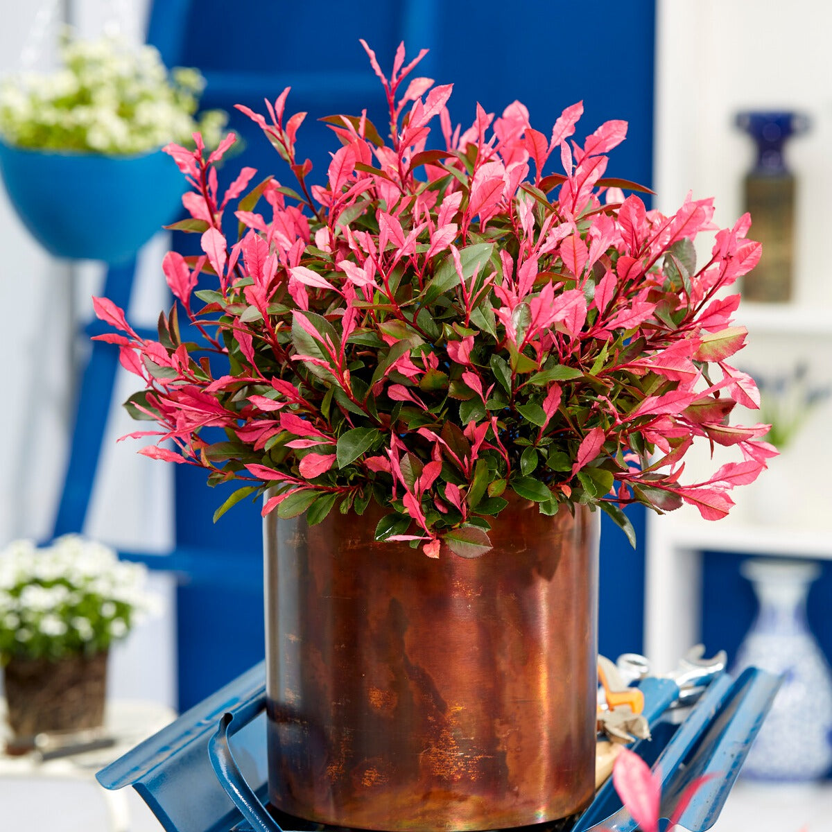 Photinia fraseri Little Fenna - Photinia fraseri Little Fenna - Photinia