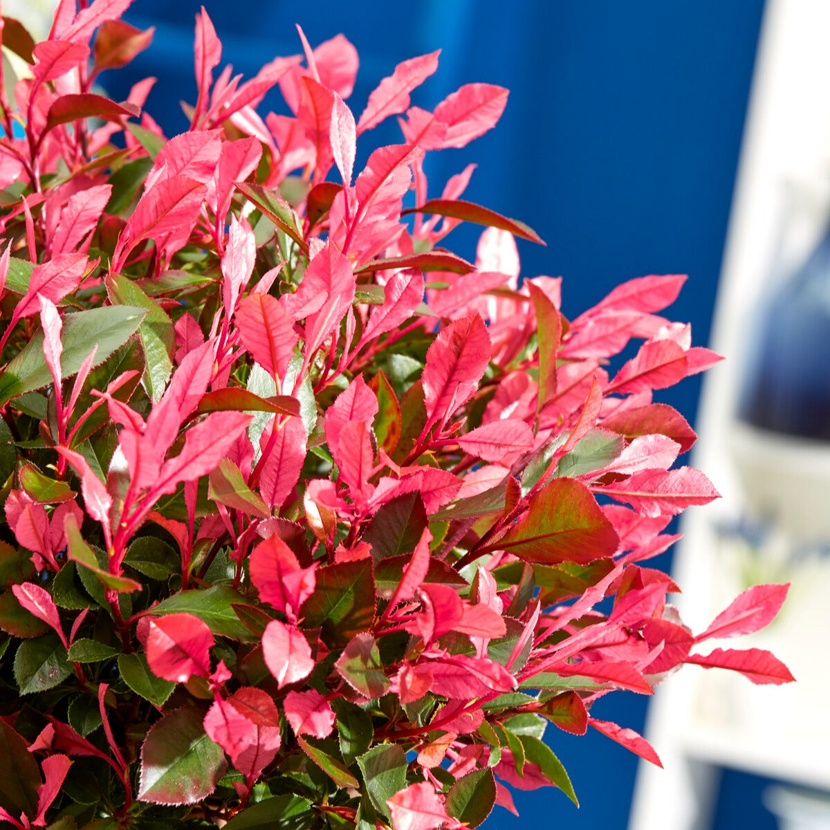 Photinia - Photinia fraseri Little Fenna - Photinia fraseri Little Fenna