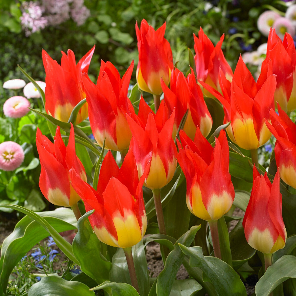 Tulipa Fosteriana Flames Mystery - 5 Tulipes 'Flames Mystery' - Tulipe