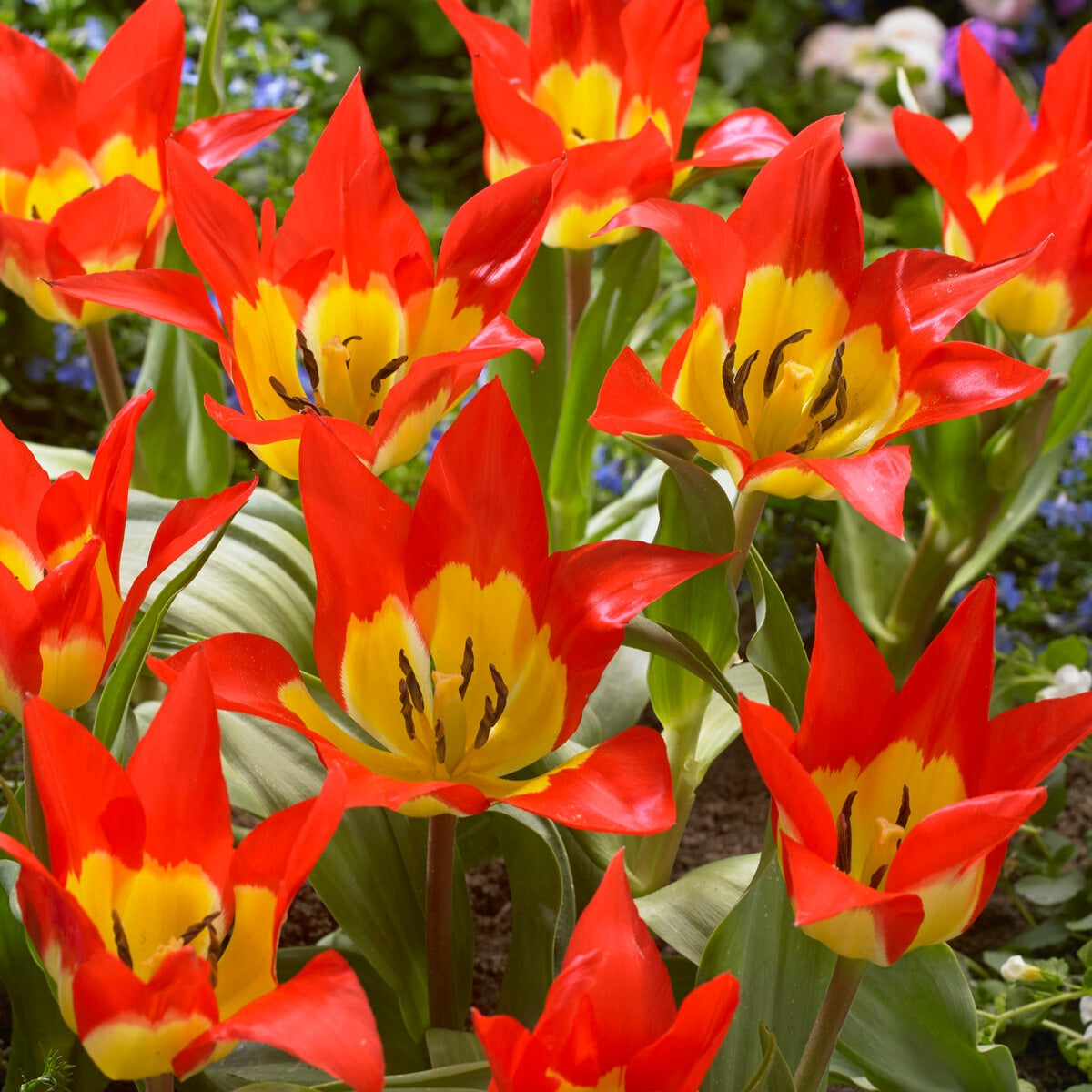 Vente 5 Tulipes 'Flames Mystery' - Tulipa Fosteriana Flames Mystery