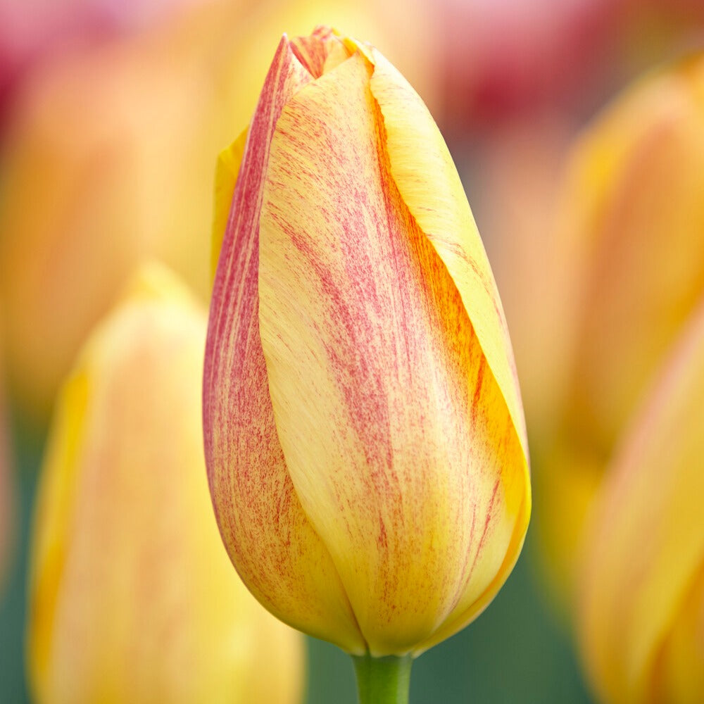 Tulipa Single Late Rhapsody of Smiles - 5 Tulipes 'Rhapsody of Smiles' - Tulipe