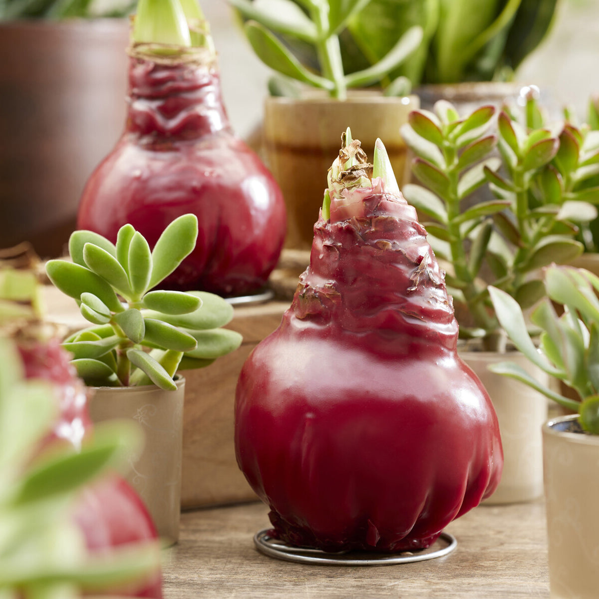 Wax Amaryllis  Gloss X Mas Red - Willemse