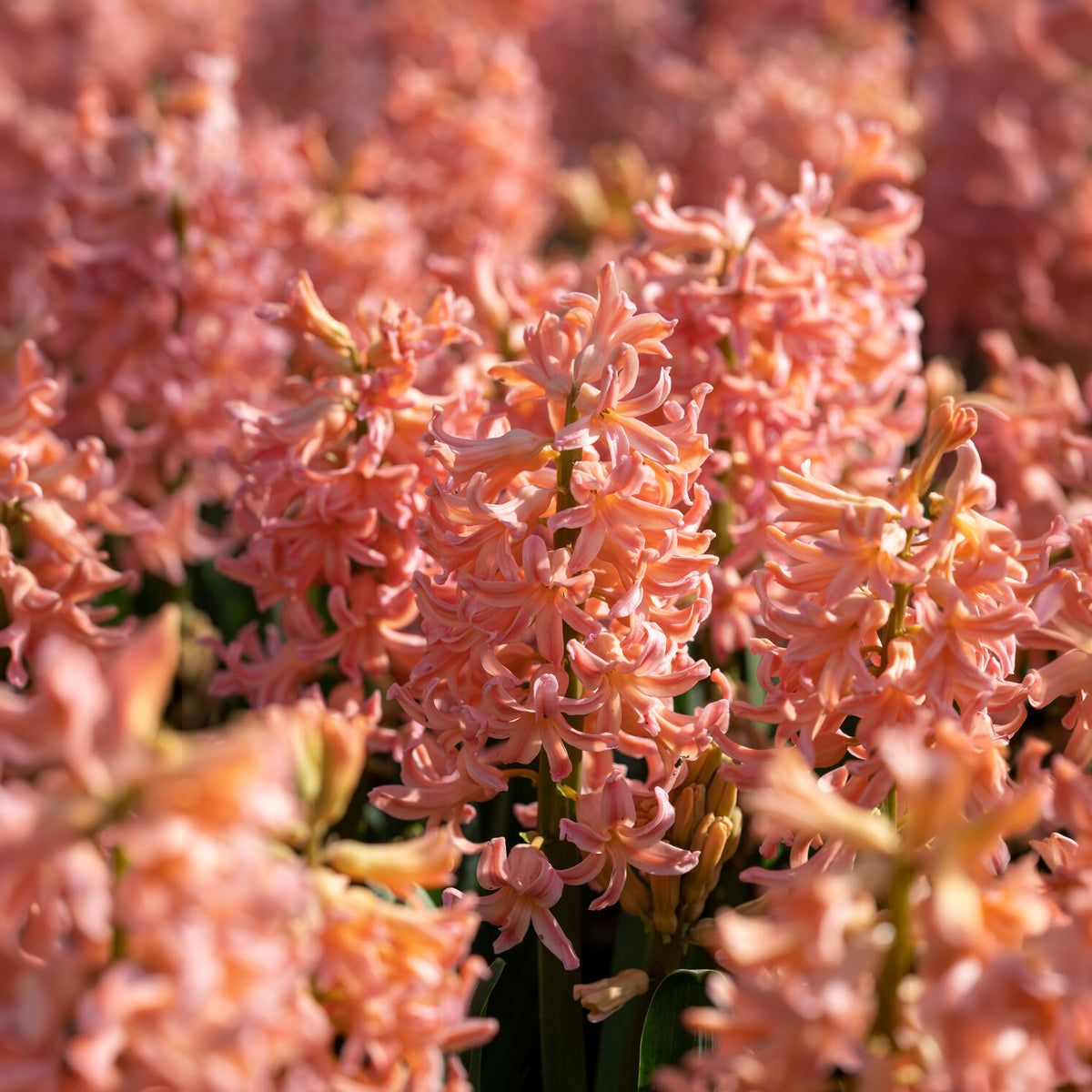 6 Jacinthes Gipsy Queen orange - Hyacinthus orientalis gipsy queen - Willemse