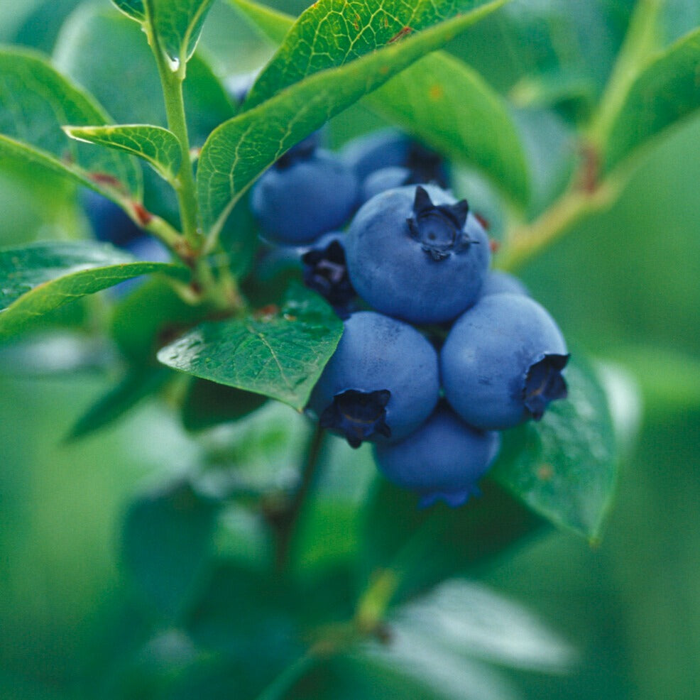 Vaccinium corymbosum Giant Patriot - Myrtillier Giant Patriot - Myrtillier