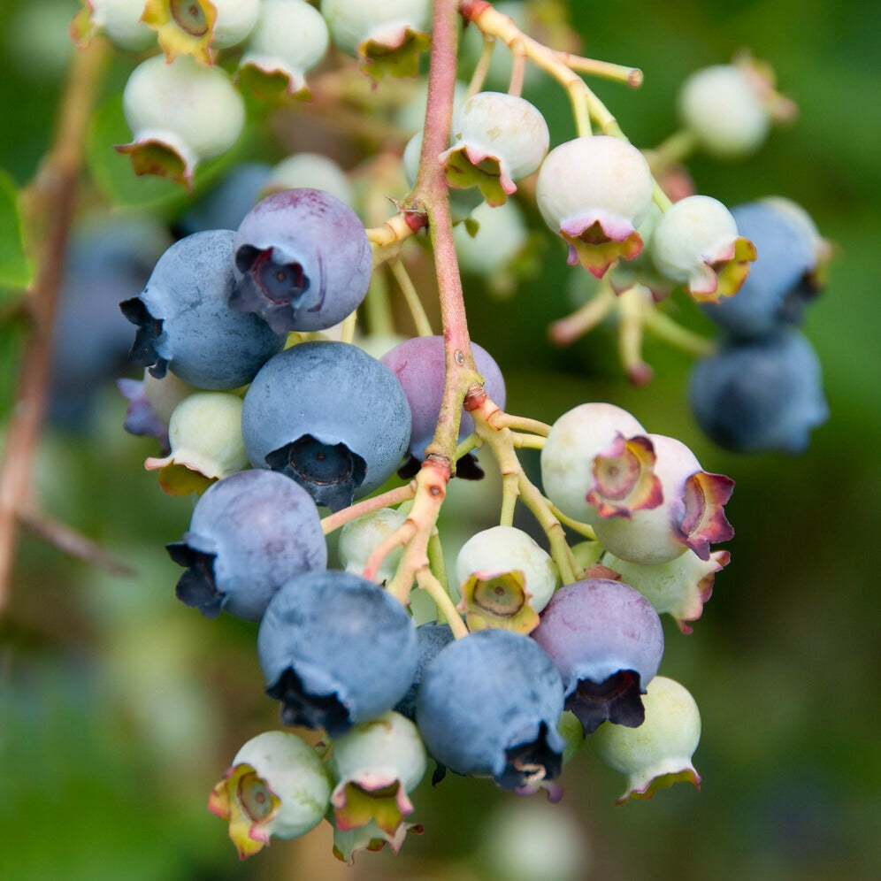 Myrtillier - Myrtillier Giant Patriot - Vaccinium corymbosum Giant Patriot