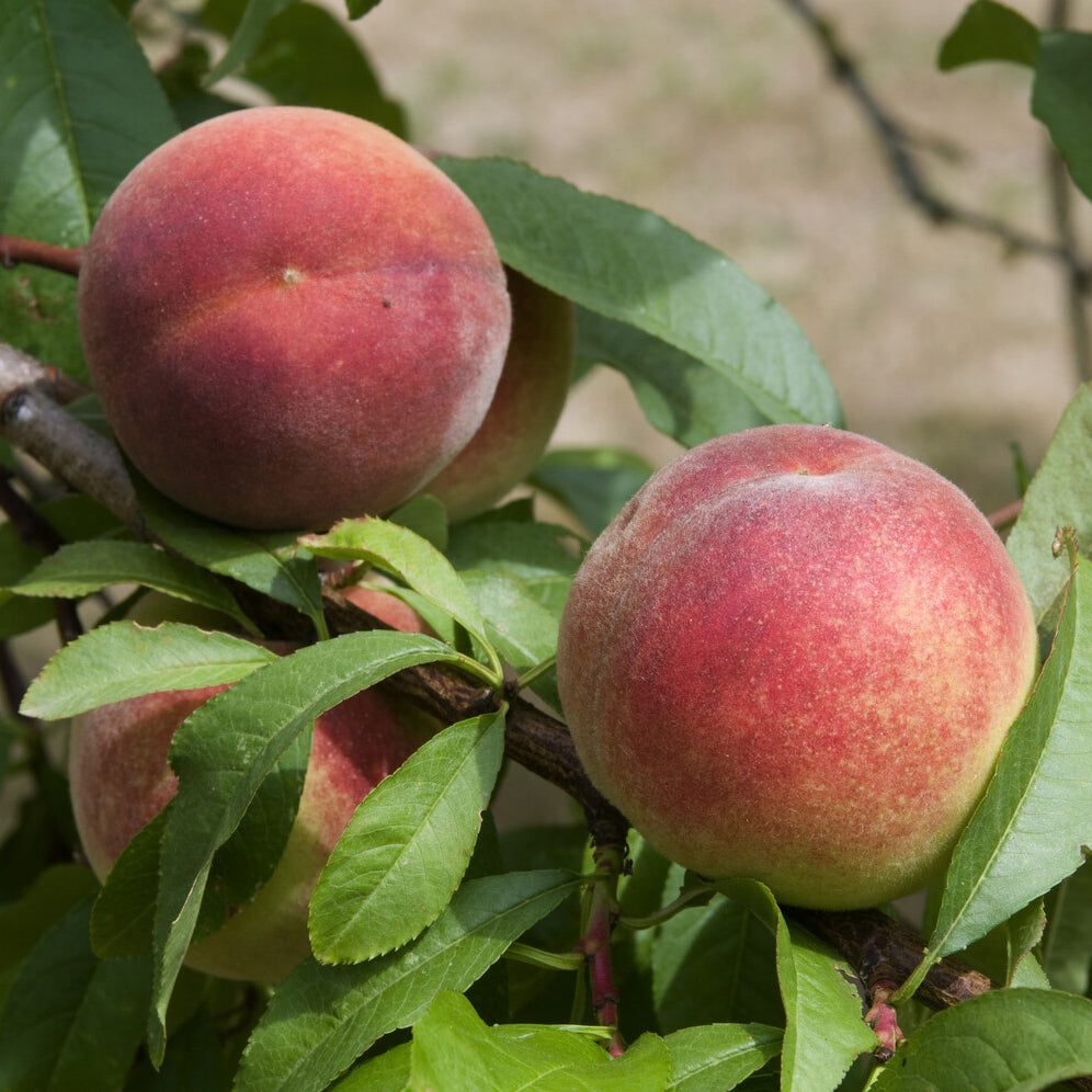 Pêcher Amsden - Prunus persica Amsden - Willemse