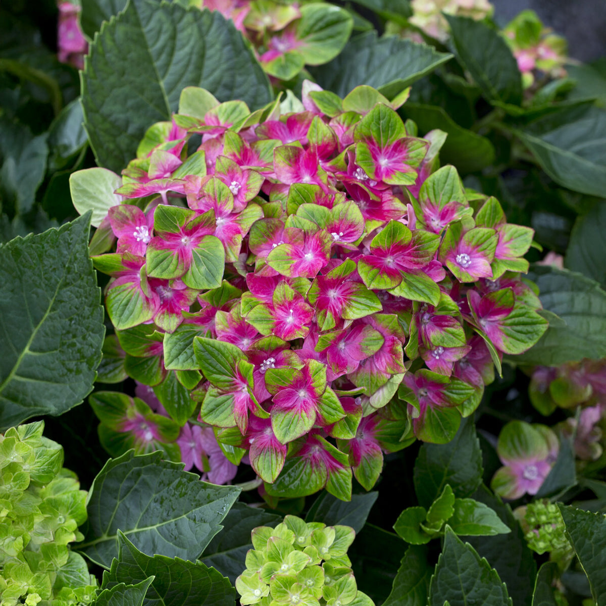 Hortensia Saxon ® - Hydrangea macrophylla Saxon ® - Willemse
