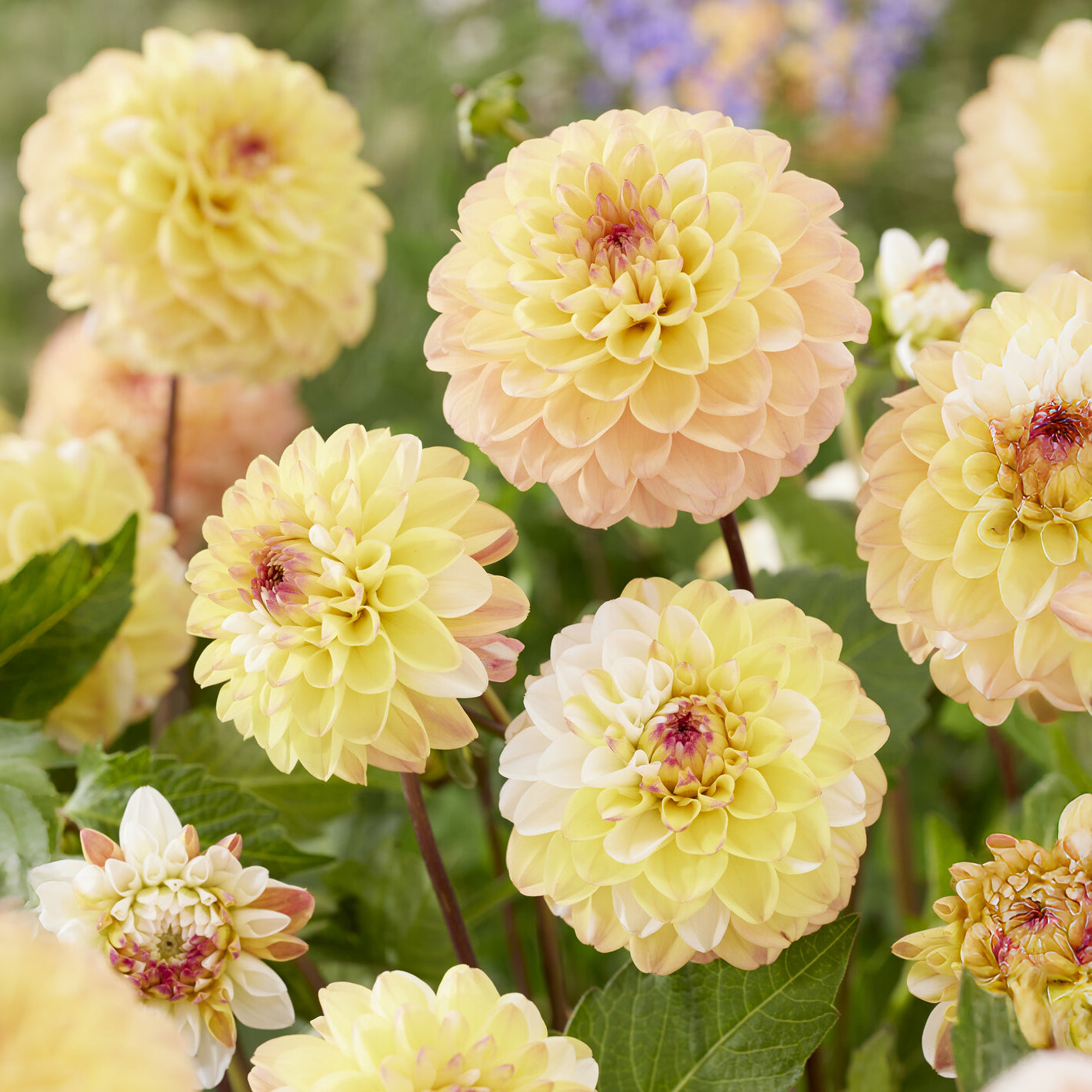 Dahlia - 3 Dahlias pompon Double Jill - Dahlia double jill