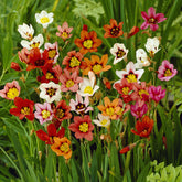 25 Sparaxis tricolore - Willemse