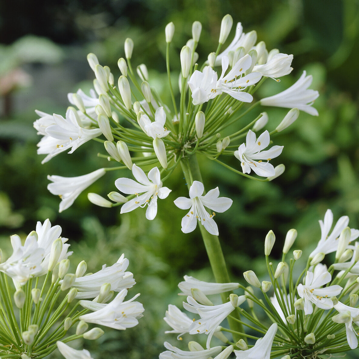 Agapanthe blanche - Agapanthes - Willemse