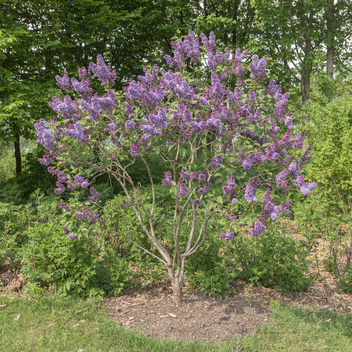 Lilas Sensation - Willemse
