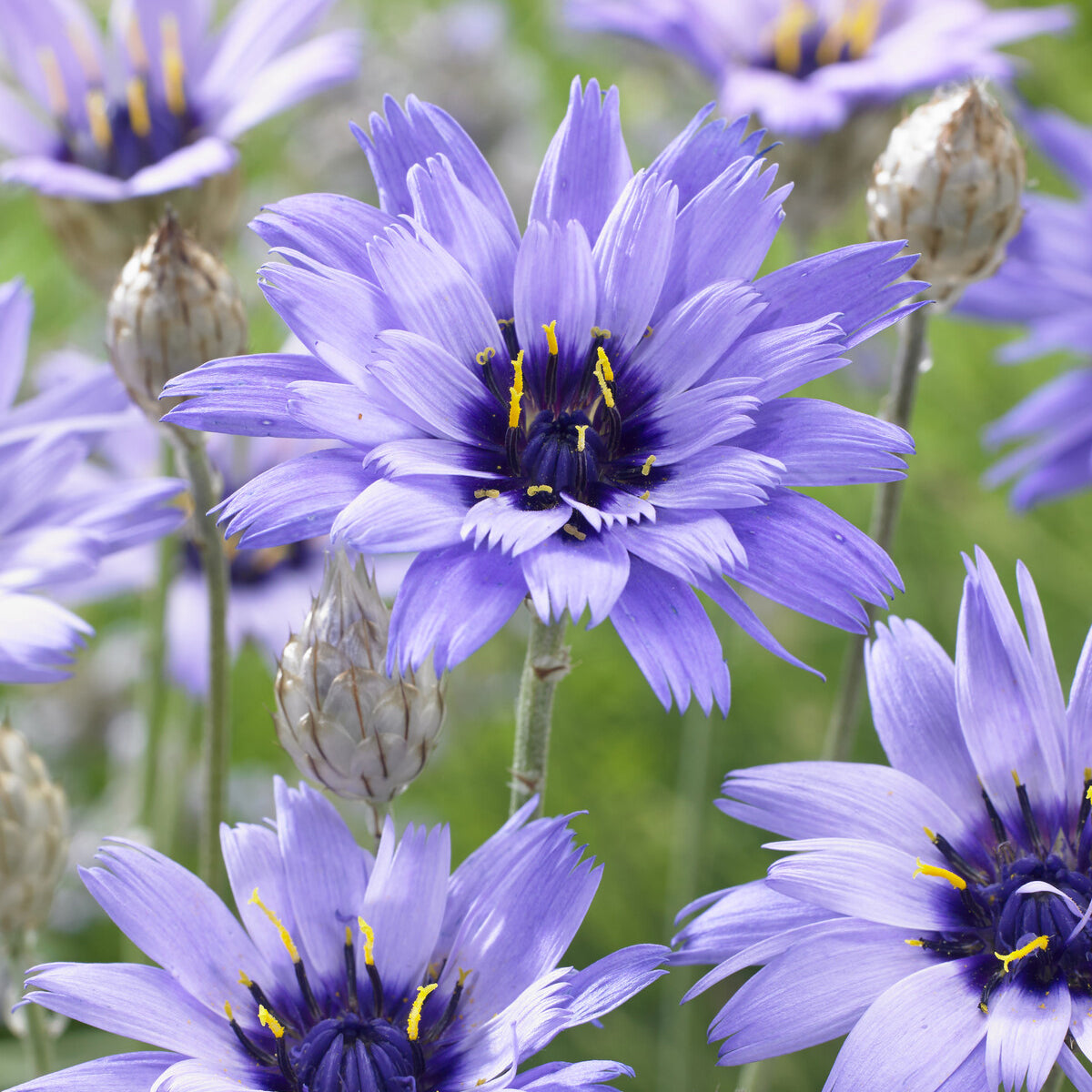 Fleurs vivaces - Catananche bleue - Cupidone - Catananche caerulea