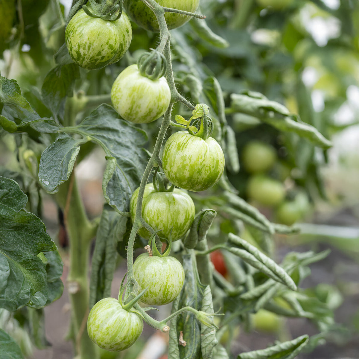3 Plants de Tomate Green Zebra - Solanum lycopersicum green zebra - Willemse