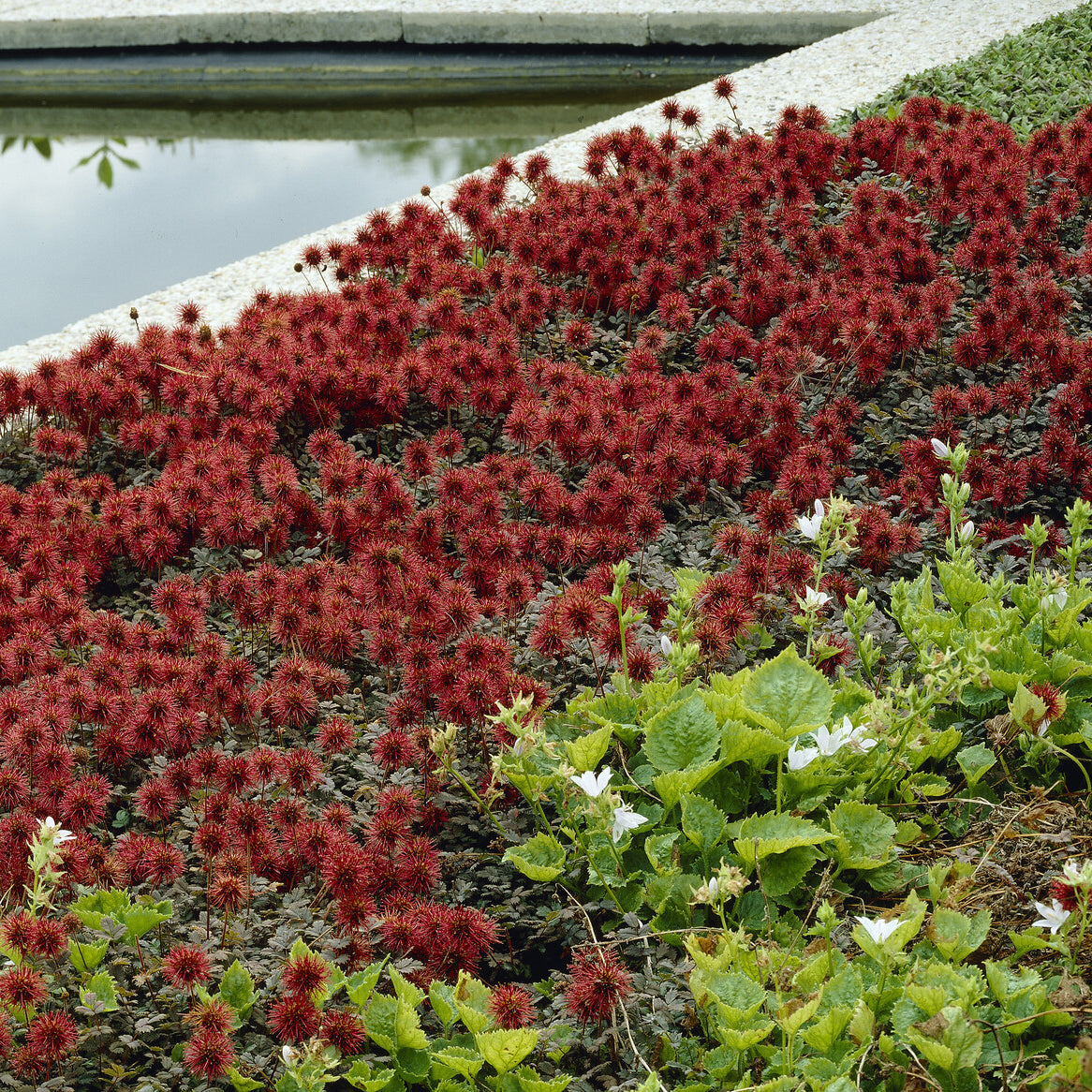 Lampourde de Buchanan - Acaena buchananii - Willemse