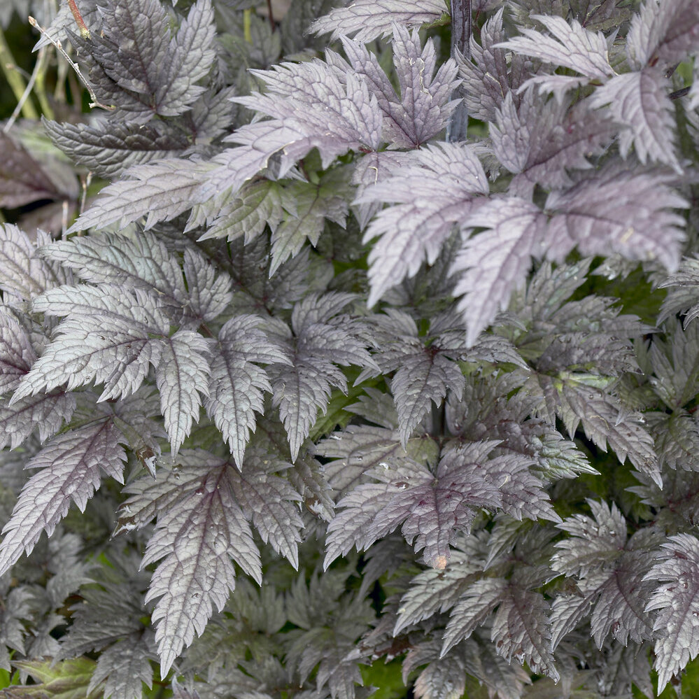 Cierge d'argent Pink Spike - Actaea simplex Pink Spike - Willemse