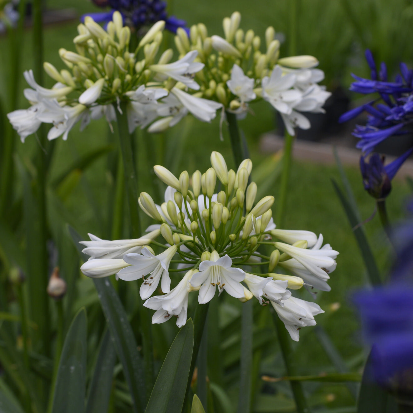 Agapanthe Artic Star - Agapanthus Arctic Star - Willemse