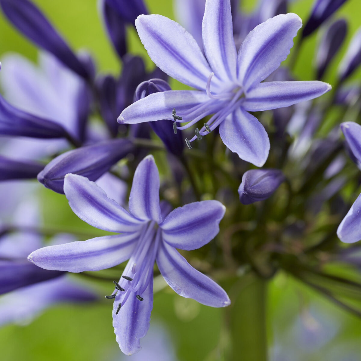 Agapanthe Navy Blue - Agapanthus Navy Blue - Willemse