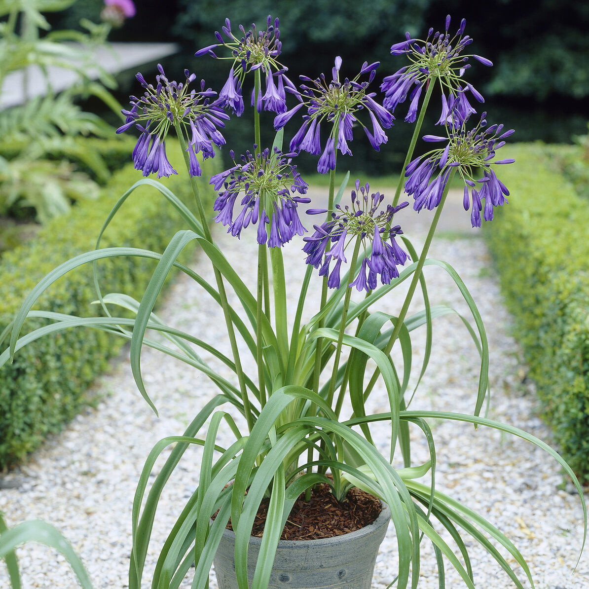 Agapanthe Purple Cloud - Agapanthus purple cloud - Willemse