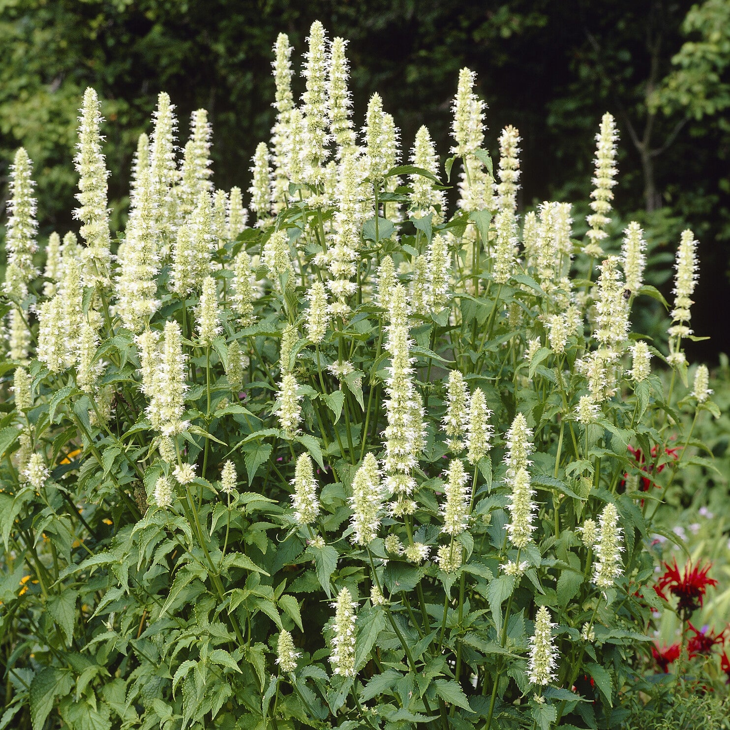 Agastache rugosa AlabAster - Willemse