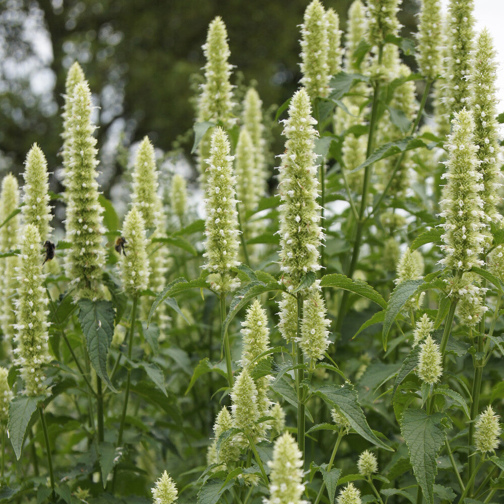Agastache - Agastache rugosa AlabAster - Agastache rugosa Alabaster