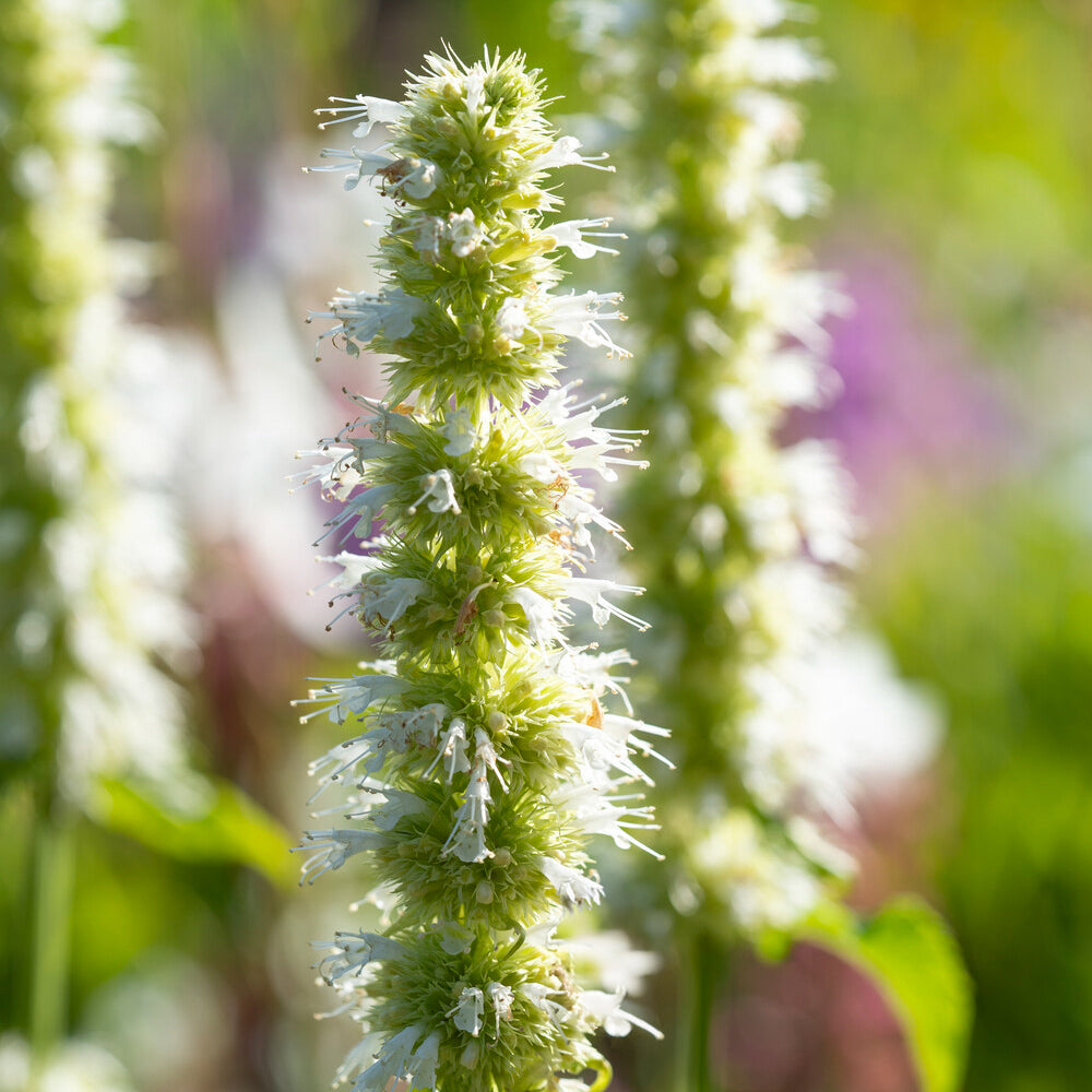 Agastache rugosa AlabAster - Agastache rugosa Alabaster - Willemse