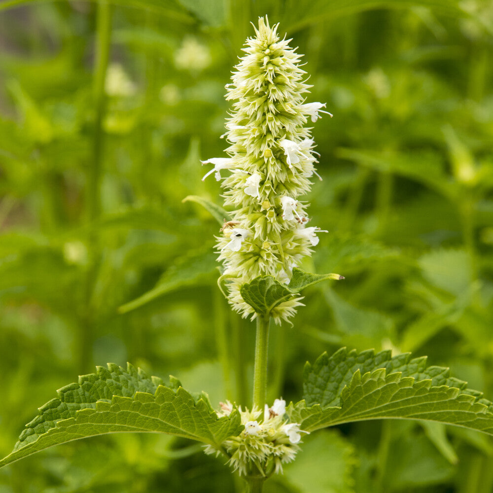 Agastache rugosa Alabaster - Agastache rugosa AlabAster - Agastache