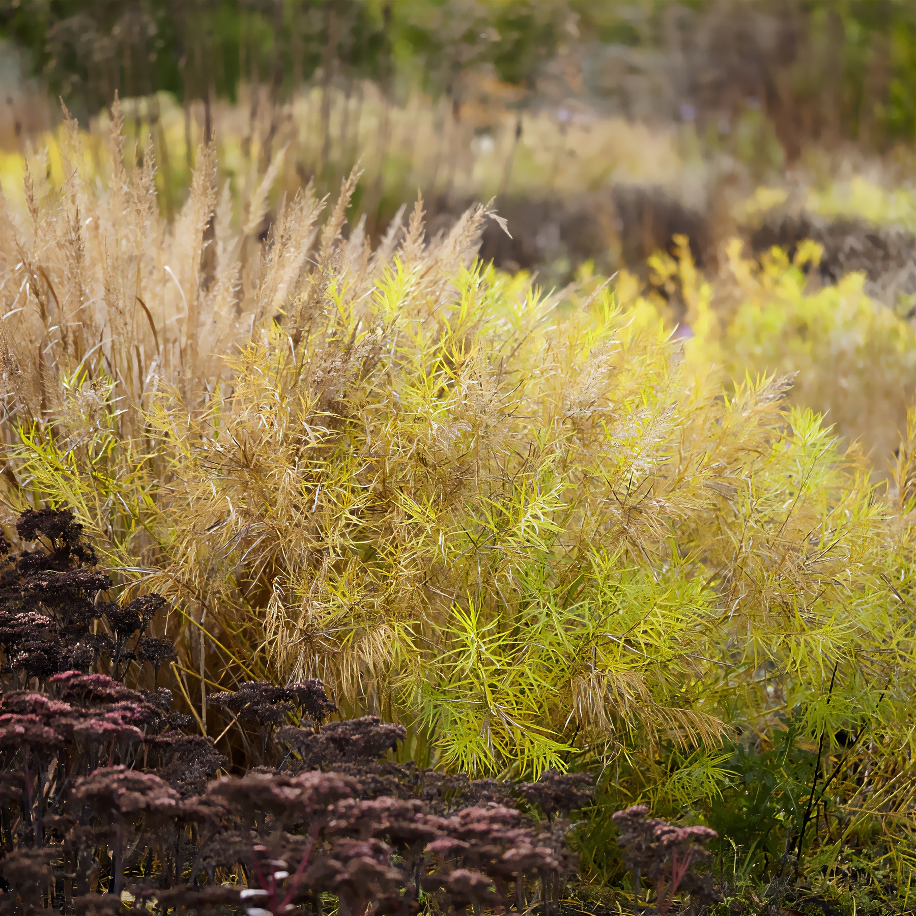 Amsonie - Amsonie hubrichtii - Amsonia hubrichtii