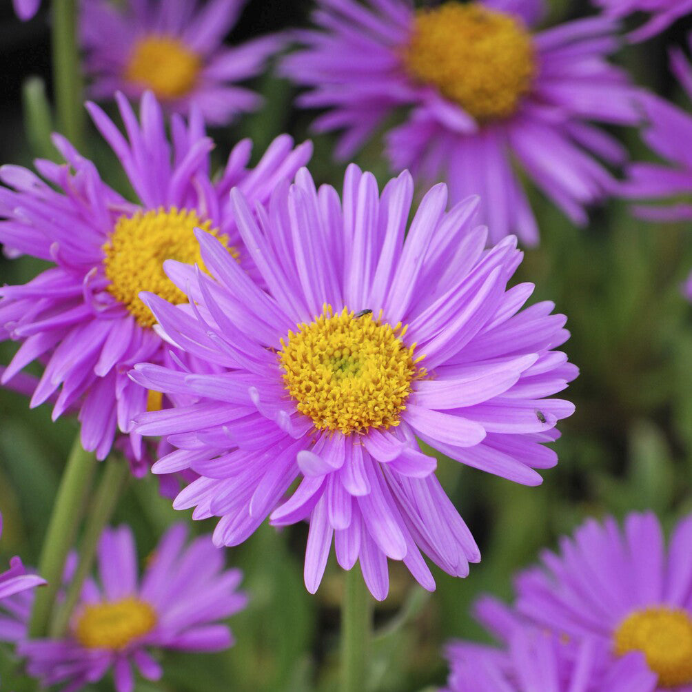 Aster alpinus Happy End - Aster des Alpes Happy End - Aster