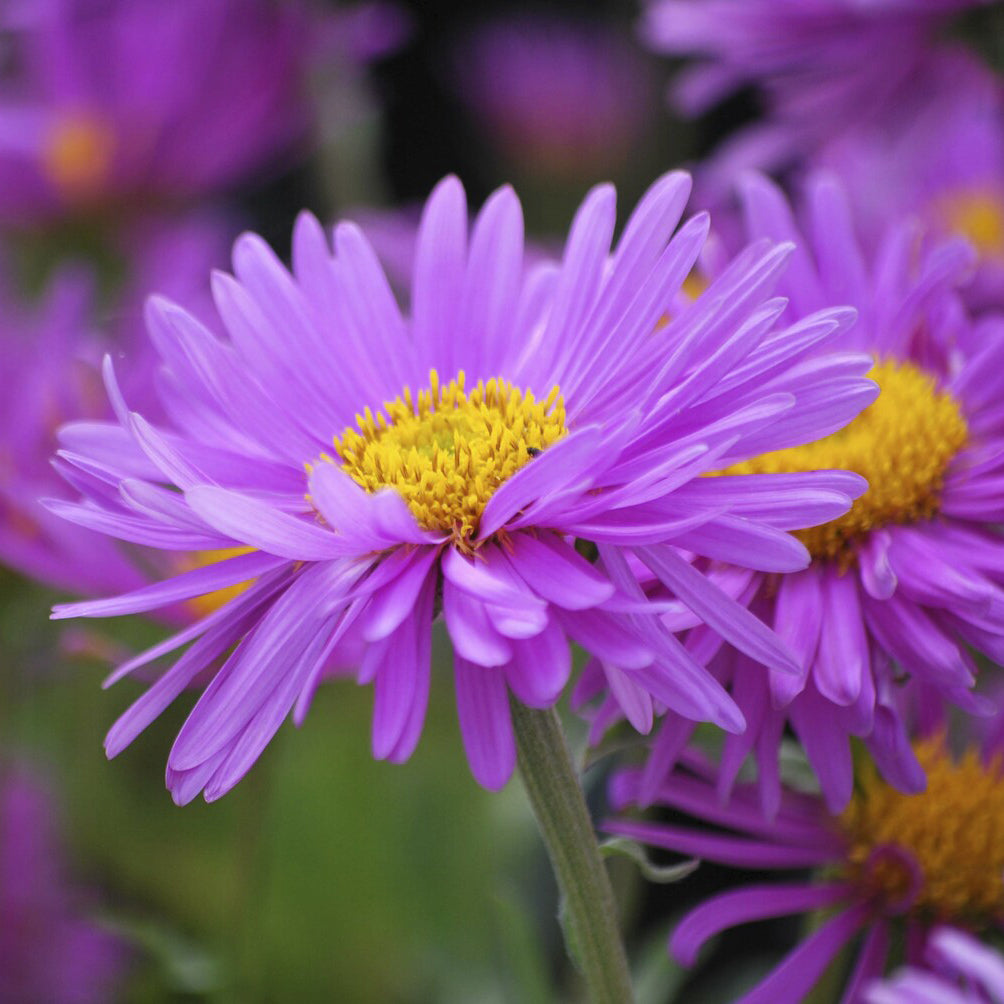 Aster - Aster des Alpes Happy End - Aster alpinus Happy End