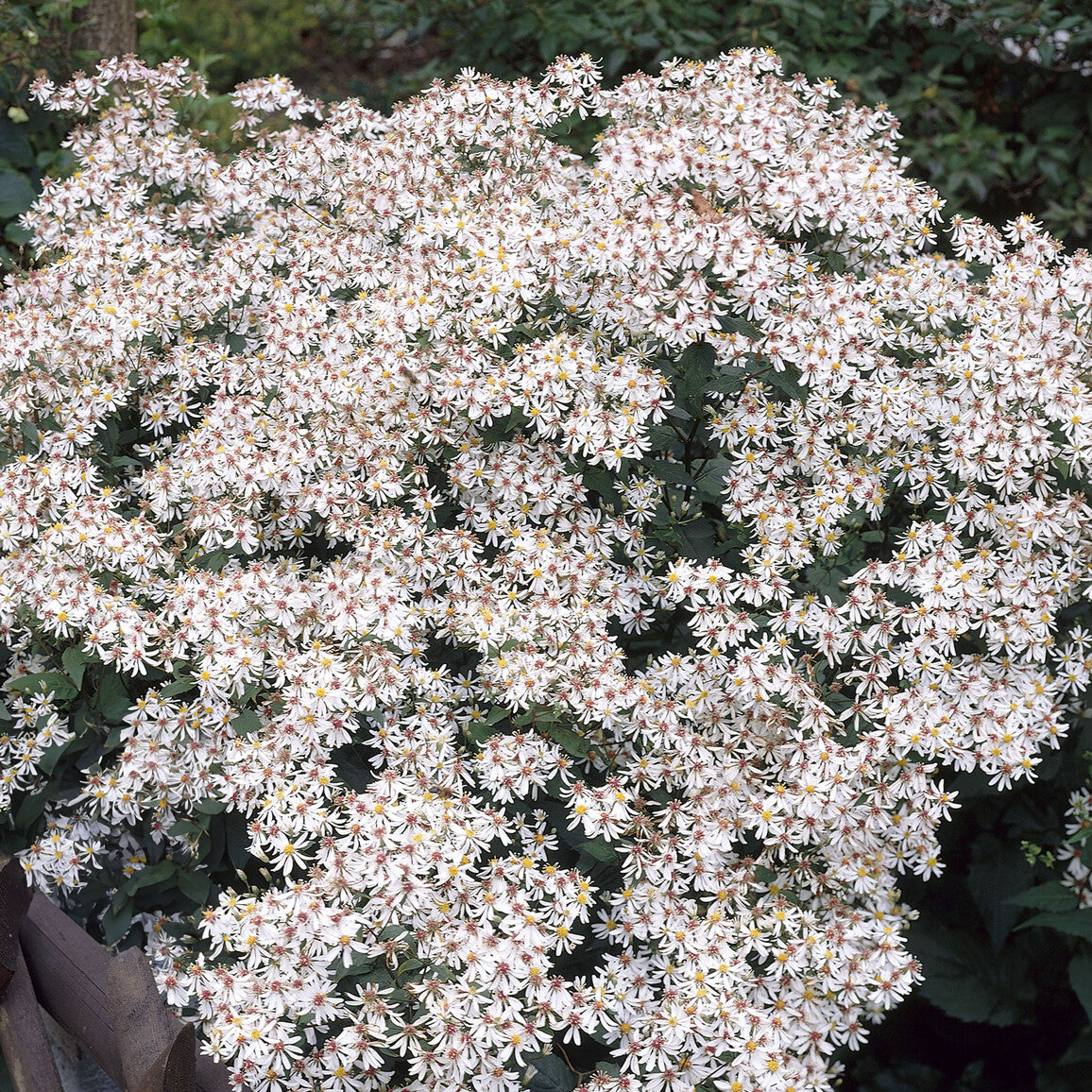 Aster divariqué - Aster divaricatus - Willemse